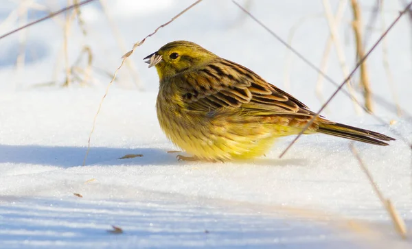Yellowhammer Goldammer Emberiza Citrinella Sunny Winter Morning Bird Walks Snow — Stock Photo, Image