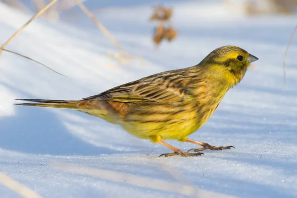 Yellowhammer Goldammer Emberiza Citrinella Matin Hiver Ensoleillé Oiseau Marche Dans — Photo