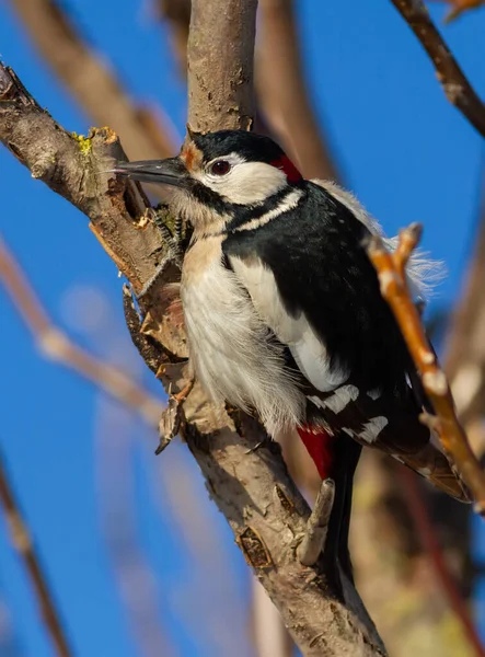 Greater Spotted Woodpecker Dendrocopos Major Frosty Winter Day Bird Sits — Stock Photo, Image