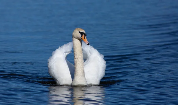 Ztlumená Labuť Cygnus Olor Řece Vznáší Pták Slunečné Ráno Modrá — Stock fotografie