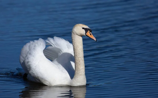 Ztlumená Labuť Cygnus Olor Řece Vznáší Pták Slunečné Ráno Modrá — Stock fotografie