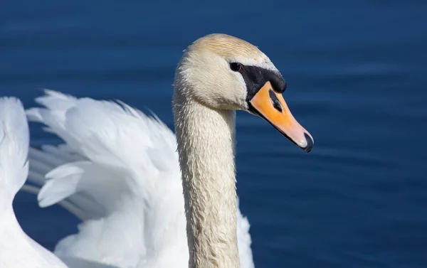 Mute Swan Cygnus Olor Bird Floating River Sunny Morning Blue — Stock Photo, Image