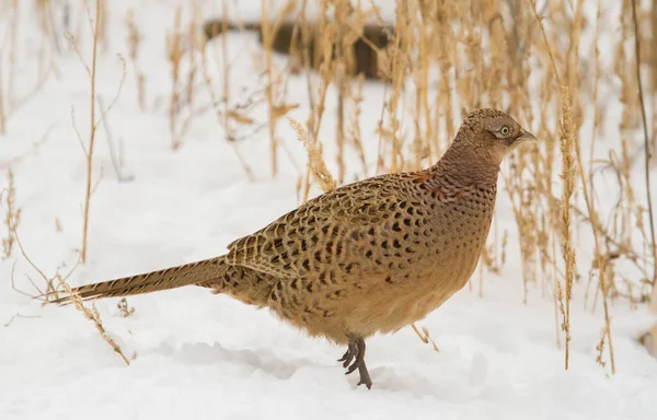 Pheasant Phasianus Female Bird Walks Snow Search Food — Stock Photo, Image