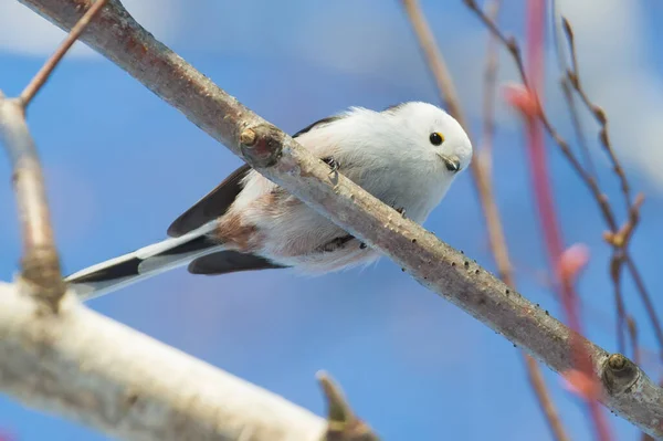 Long Tailed Tit Aegithalos Caudatus Sunny Winter Morning Bird Flies — ストック写真