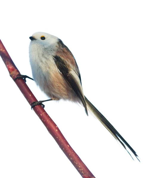 Long Tailed Tit Aegithalos Caudatus Sunny Winter Morning Bird Flies — Stockfoto