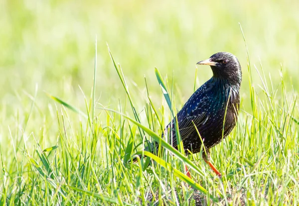 Starling Sturnus Bird Evening Walks Meadow Grass Search Food — Stock Photo, Image