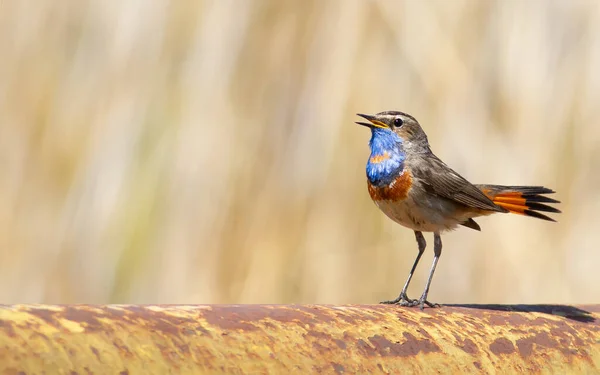 Bluethroat, Luscinia svecica. The bird sings while sitting on an old gas pipe, which is laid near the river.