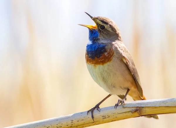 Блакитний Козел Лусинці Птах Співає Сидячи Зламаному Стеблі Тростини — стокове фото