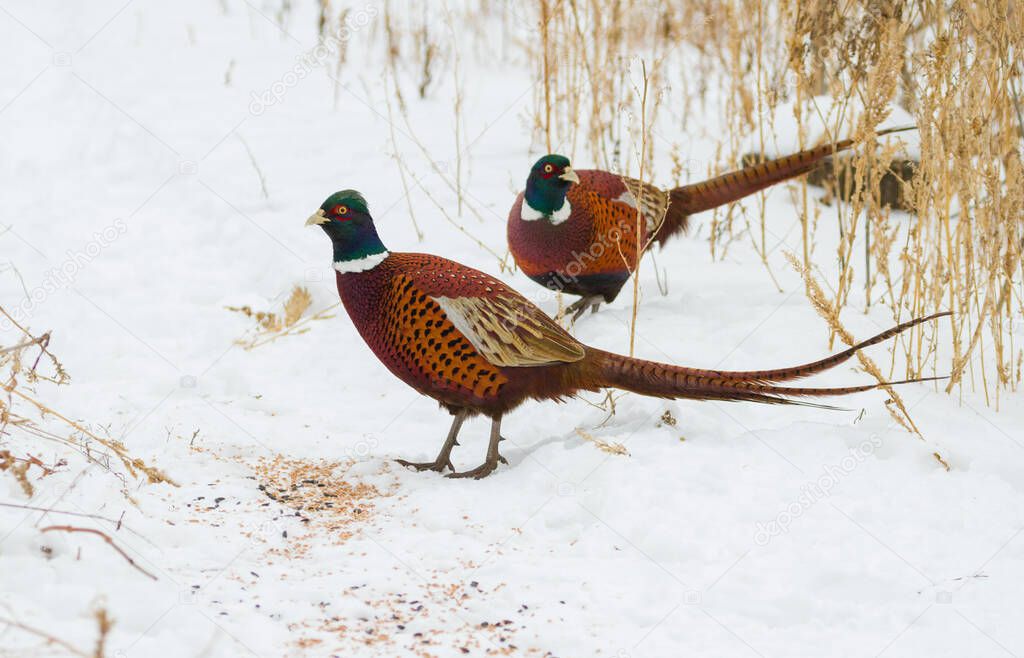 Pheasant, Phasianus. Two wild male bird stands on the snow, eat the grain