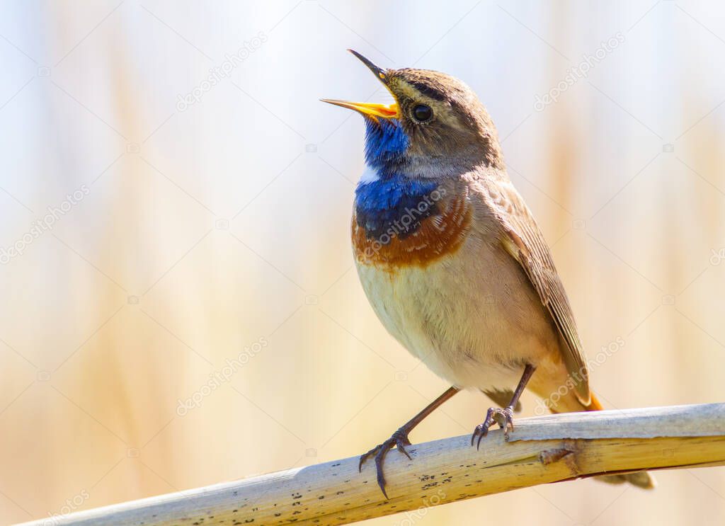 Bluethroat, Luscinia svecica. Bird sings sitting on a broken stalk of reed.