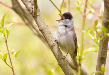 Blackcap, Sylvia atricapilla. Ormanda sabah, erkek bir kuş bir ağaç dalına oturur ve şarkı söyler. Kafasında siyah bir şapka olan dişiden farklı..