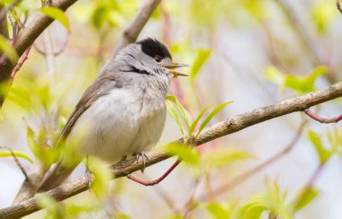 Blackcap, Sylvia atricapilla. Ormanda sabah, erkek bir kuş bir ağaç dalına oturur ve şarkı söyler. Kafasında siyah bir şapka olan dişiden farklı..