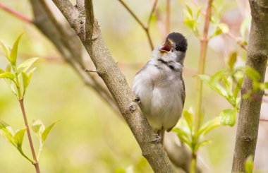 Blackcap, Sylvia atricapilla. Ormanda sabah, erkek bir kuş bir ağaç dalına oturur ve şarkı söyler. Kafasında siyah bir şapka olan dişiden farklı..