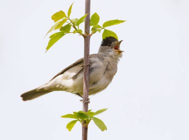 Blackcap, Sylvia atricapilla. Morning in the forest, a male bird sits on a tree branch and sings. It differs from the female in a black cap on his head. Isolated clipart