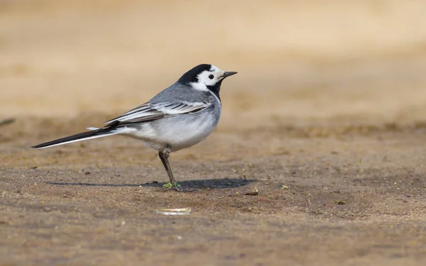 Bachstelze Motacilla Alba Einem Frühen Sonnigen Morgen Läuft Ein Vogel — Stockfoto