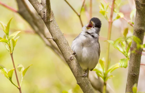 Blackcap Sylvia Atricapilla Ormanda Sabah Erkek Bir Kuş Bir Ağaç — Stok fotoğraf