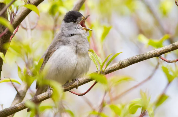 Blackcap, Sylvia atricapilla. Ormanda sabah, erkek bir kuş bir ağaç dalına oturur ve şarkı söyler. Kafasında siyah bir şapka olan dişiden farklı..