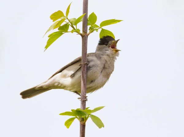 Blackcap, Sylvia atricapilla. Ormanda sabah, erkek bir kuş bir ağaç dalına oturur ve şarkı söyler. Kafasında siyah bir şapka olan dişiden farklı. İzole edilmiş