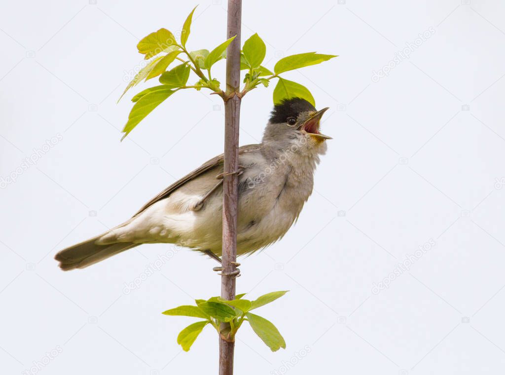 Blackcap, Sylvia atricapilla. Morning in the forest, a male bird sits on a tree branch and sings. It differs from the female in a black cap on his head. Isolated