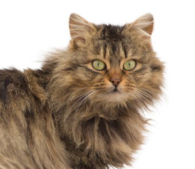 Kışın tüylü kedi. Yakından bir kedinin portresi, objektife bakıyor..