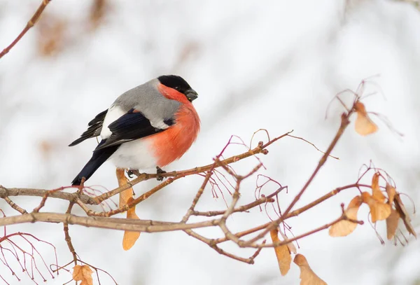 ブルフィンチ ピュラ 晴れた冬の霜の朝 ブルフィンチは 霜で覆われた枝に座っています 鳥は木の種を食べる — ストック写真