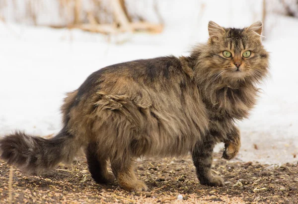 Flauschige Katze Winter Schnee Die Katze Steht Auf Den Verstreuten — Stockfoto