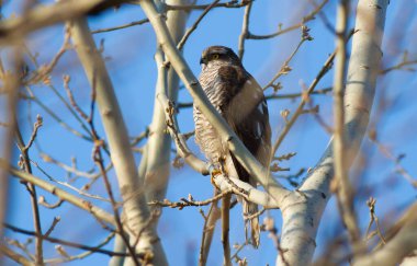 Sparrow-hawk, Accipiter Nisus. Yırtıcı kuş bir ağaç dalına oturur, avını pençeleriyle tutar ve yer..