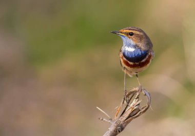 Bluethroat, mavi boğazlı Robin, Luscinia svecica. Erkek kuş bir dala oturur.