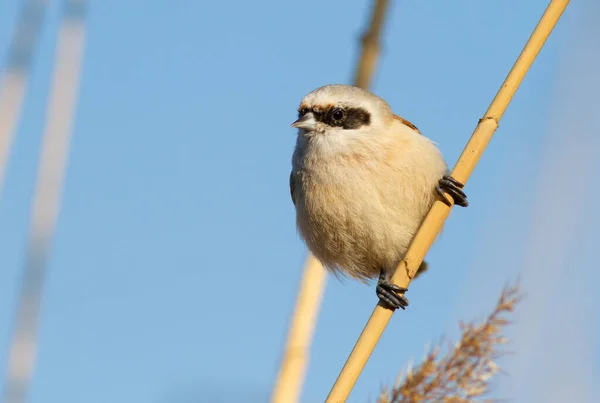 Eurasian Penduline Tit Remiz Pendulinus Morning Bird Sits Reed Stalk — Stockfoto