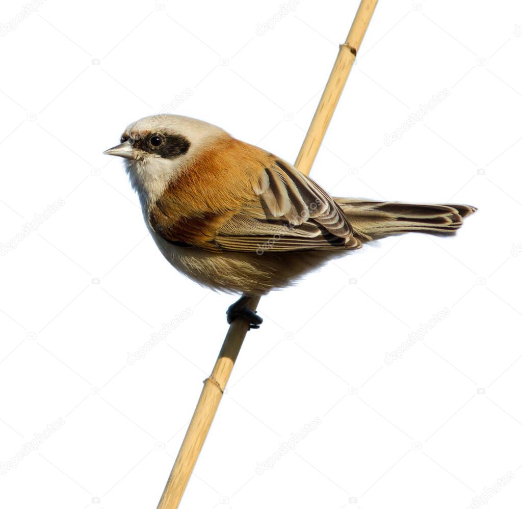 Eurasian penduline tit, remiz pendulinus. Morning, a bird sits on a reed stalk.