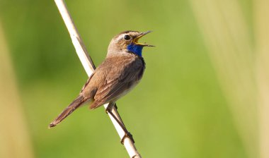 Bluethroat, Luscinia svecica. Şafakta, bir kuş şarkı söyler bir nehrin kenarında büyüyen sazlıkta.