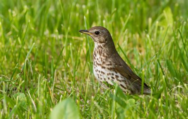 Ardıç kuşu, Turdus Philomelos. Kuş otların arasında dolaşıp solucan arıyor..