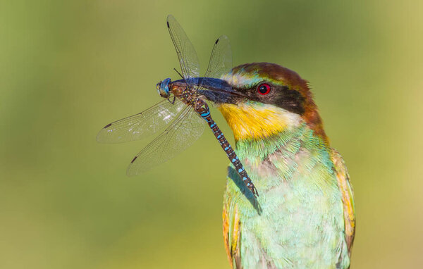 European bee eater, Merops apiaster. Sunny morning. An adult bird has caught a beautiful dragonfly and holds it in its beak.