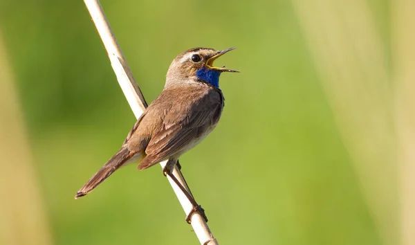Bluethroat, Luscinia svecica. Şafakta, bir kuş şarkı söyler bir nehrin kenarında büyüyen sazlıkta.