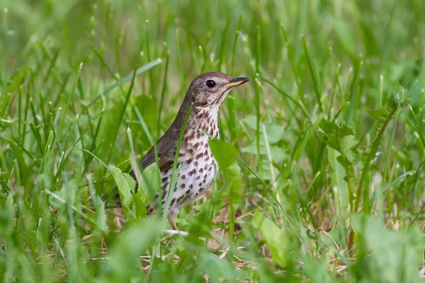 Singdrossel Turdus Philomelos Vogel Läuft Durch Das Gras Auf Der — Stockfoto