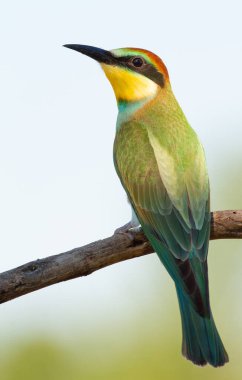 Avrupalı arı yiyici, Merops apiaster, sıradan arı yiyici. Sabahın erken saatlerinde, kuş eski kuru bir dala oturur. Genç kuş..