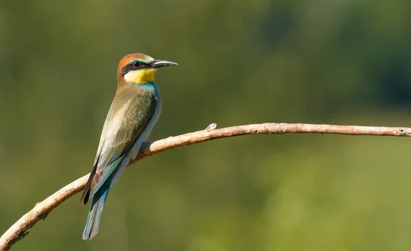 ヨーロッパのミツバチは食べ メロップスは食べ 一般的なミツバチは食べます 鳥は古い乾燥した枝の上に座っている 若い鳥 — ストック写真