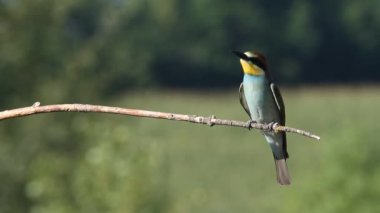 Avrupalı arı yiyici, Merops apiaster. Genç bir kuş bir dala oturur, akrabalarının seslerine tepki verir, arka plan yeşildir, güzel bokeh