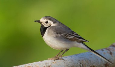 Beyaz kuyruklu, Motacilla Alba. Bahar güneşli bir sabah. Yetişkin kuş metal bir yapıda oturur..