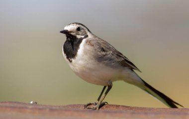 Beyaz kuyruklu, Motacilla Alba. Bahar güneşli bir sabah. Yetişkin kuş metal bir yapıda oturur..