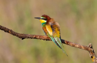 Merops apiaster, yaygın arı yiyici, uropean arı yiyici. Sabahın erken saatlerinde bir kuş ailesi kurumuş bir dala oturur..