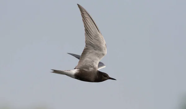 Siyah Fener, Chlidonias Niger. Kuş gökyüzüne doğru uçuyor..
