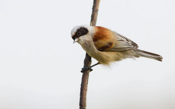 Penduline Tit Remiz Pendulinus Bird Sits Reed Stalk Isolated — Stockfoto