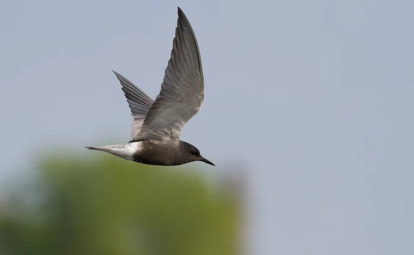 Black Tern Chlidonias Niger Bird Flight Sky — Stock Photo, Image