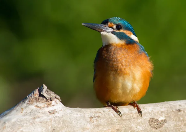 Vanlige Kungsfiskare Alcedo Det Här Ung Fågel Sitter Gammal Vacker — Stockfoto