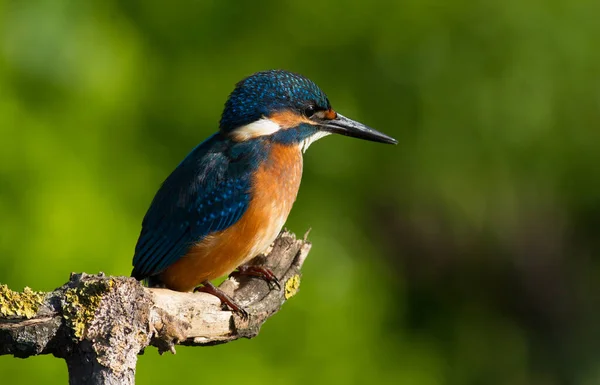 Martín Pescador Común Alcedo Esto Pájaro Joven Sienta Una Hermosa — Foto de Stock