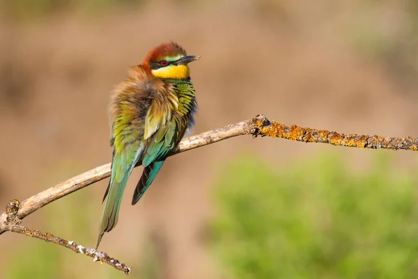 Merops Apiaster Common Bee Eater Uropean Bee Eater Early Morning — Stock Photo, Image