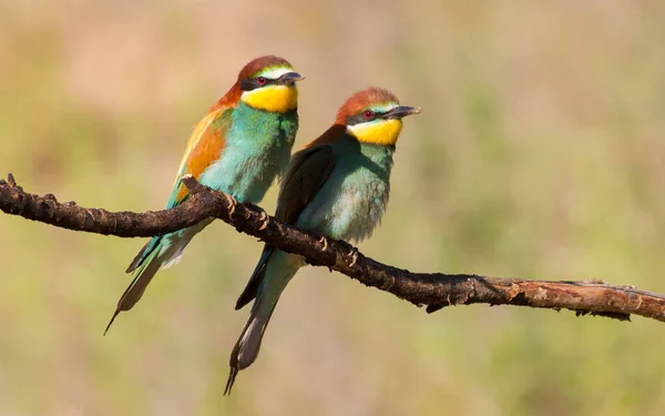 Merops Apiaster Common Bee Eater Uropean Bee Eater Early Morning — Stock Photo, Image