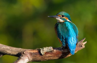 Sıradan bir balıkçı, Avrupalı bir balıkçı, Alcedo burada. Sabahın erken saatlerinde, kuş güzel eski bir dala oturur. Güneş, modeli güzelce aydınlatıyor..