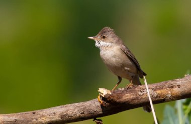 Sıradan bir Whitethroat, Sylvia Communis. Sabah kuşu kuru bir dala oturur..